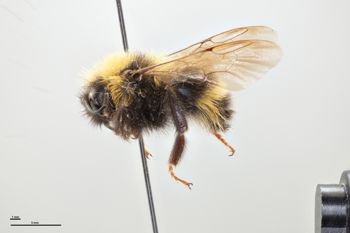 Media type: image;   Entomology 810772 Aspect: habitus lateral view